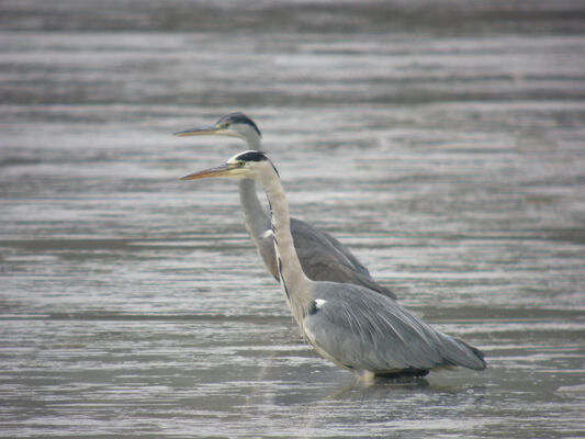 Rencontre avec le héron_Tupin-et-Semons