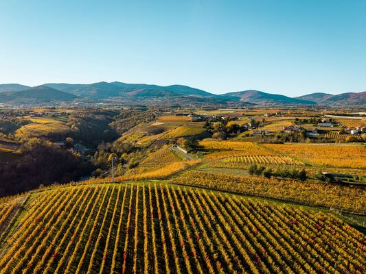 Balade découverte des vignobles de Chavanay_Chavanay