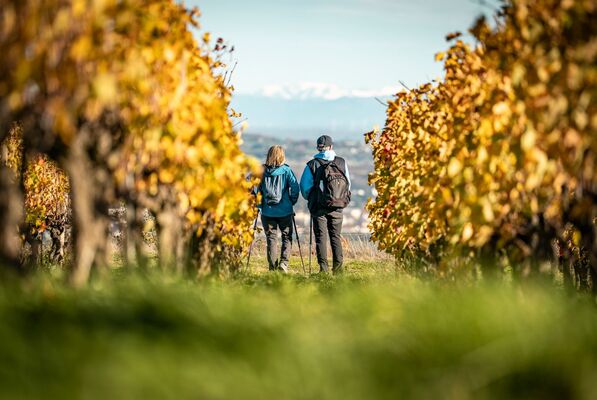 Balade découverte des vignobles de Chavanay_Chavanay