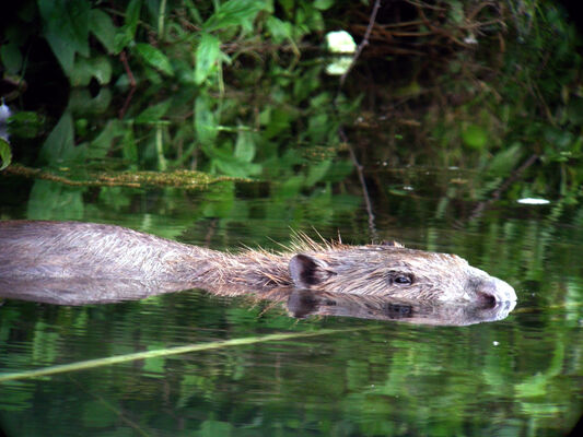 Printemps des castors_Tupin-et-Semons