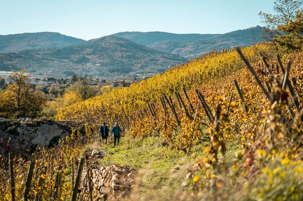 Balade découverte des vignobles de Chavanay_Chavanay