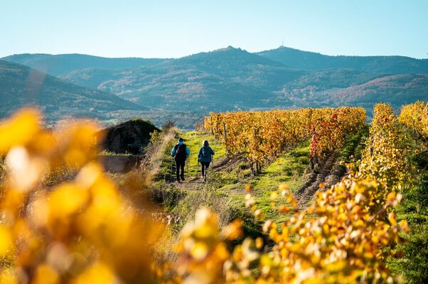 Balade découverte des vignobles de Chavanay_Chavanay