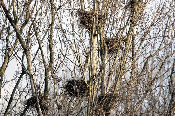 Rencontre avec le héron_Tupin-et-Semons