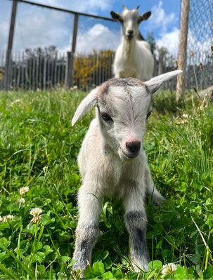 Bébé chèvre