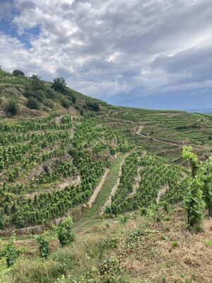 Coteaux en Condrieu