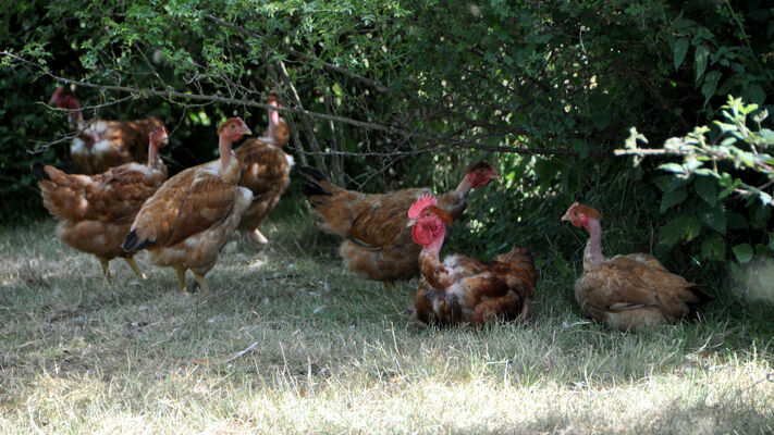 La p'tite poule rousse