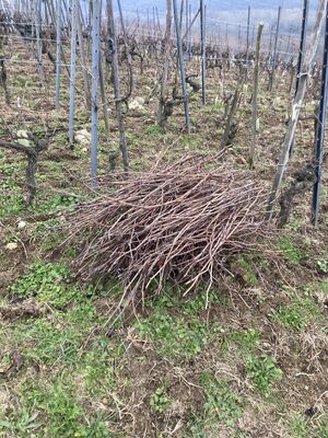 Sarment en Côte-Rôtie