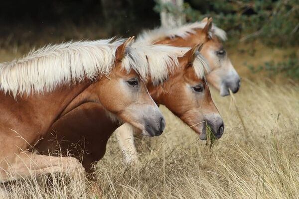 imgcarousel-name-mising