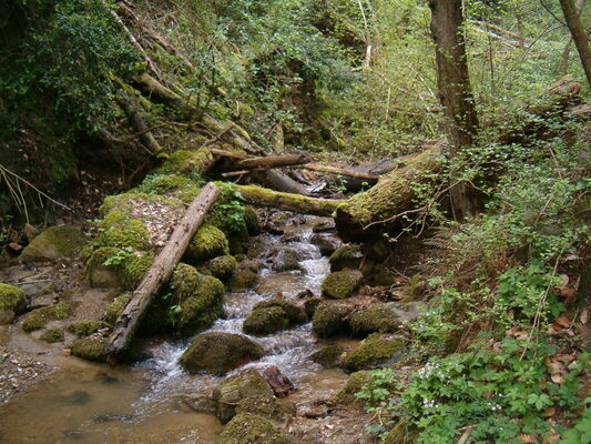 Le Reynard