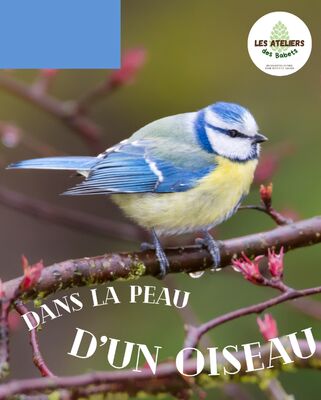Les Ateliers des Babets : Dans la peau d'un oiseau_Le Bessat
