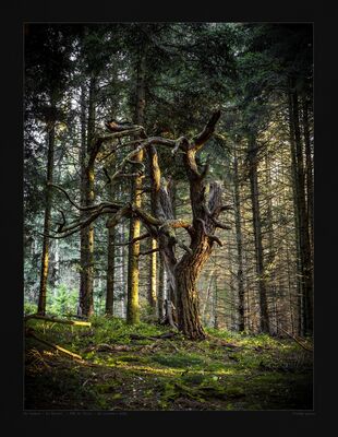 En forête, dans les dernier rayons du soleil