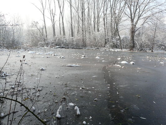 Découverte de l'Île de la Chèvre et de ses étangs_Tupin-et-Semons