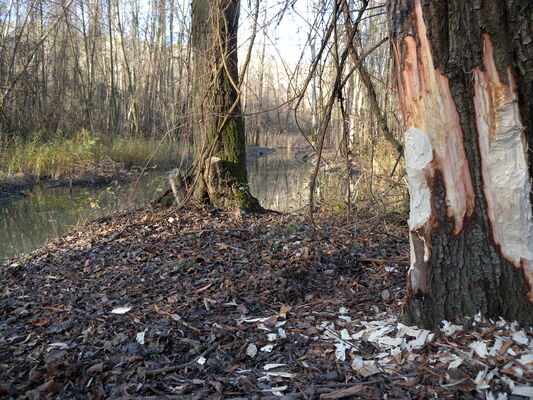 Découverte de l'Île de la Chèvre et de ses étangs_Tupin-et-Semons