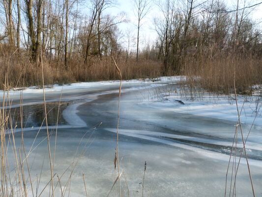 Découverte de l'Île de la Chèvre et de ses étangs_Tupin-et-Semons