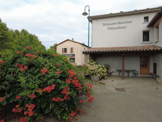 domaine Mouton