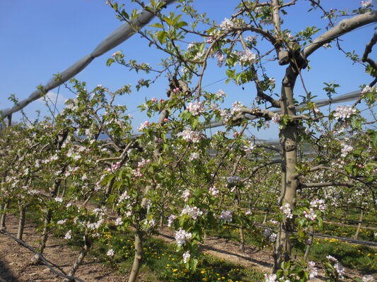 Un verger de pommiers au printemps