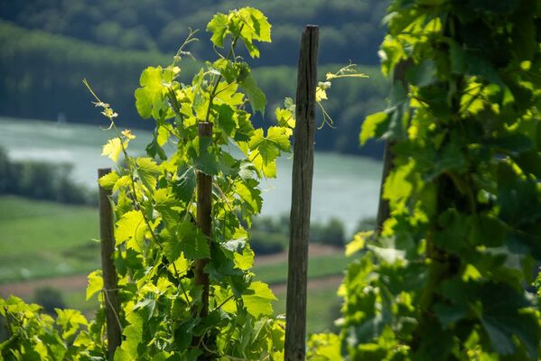 Rando & Vin en Côte-Rôtie avec Mr Probus_Ampuis