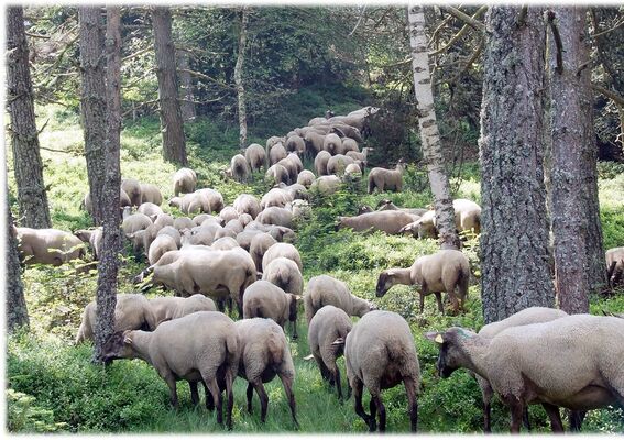 Transhumance_Saint-Romain-les-Atheux