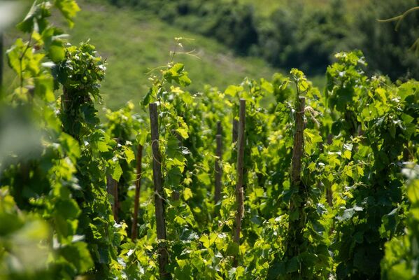 Rando & Vin en Côte-Rôtie avec Mr Probus_Ampuis