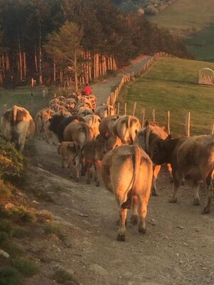 De Ferme en Ferme "Les vaches à Ludo"_Saint-Paul-en-Jarez