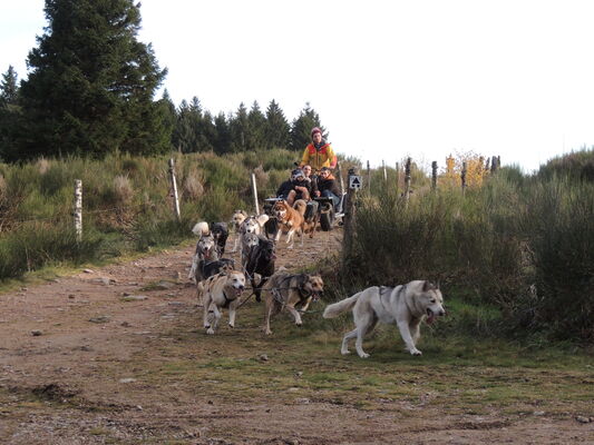 Canikart Nom d'un chien