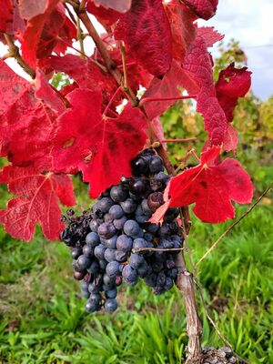 Vignoble en automne