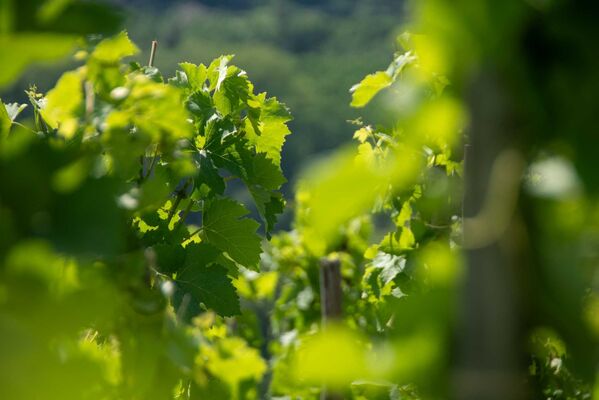 Rando & Vin en Côte-Rôtie avec Mr Probus_Ampuis