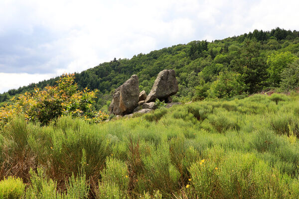 Sentier d'interprétation de la Tortue - boucle de 700m_Bourg-Argental