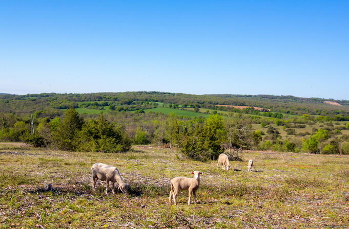 Brebis sur le Causse près de Clavel © Lot Tourisme C. Novello 150421-110229_800x526.jpg