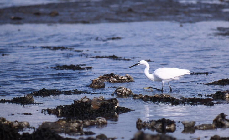 Aigrette-garzette-PHOTOTHEQUE-BRETAGNE-VIVANTE--R-P-Bolan-.jpg