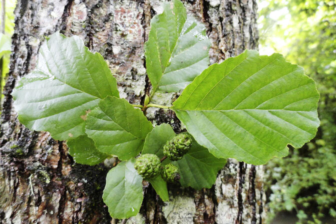 Alnus glutinosa, tronc feuille fruit © D.Villate Département du Lot.jpg