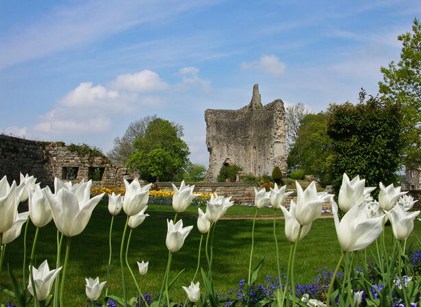 domfront-chateau-cite-medievale-fortification-vestige-ruines-tulipes.jpg