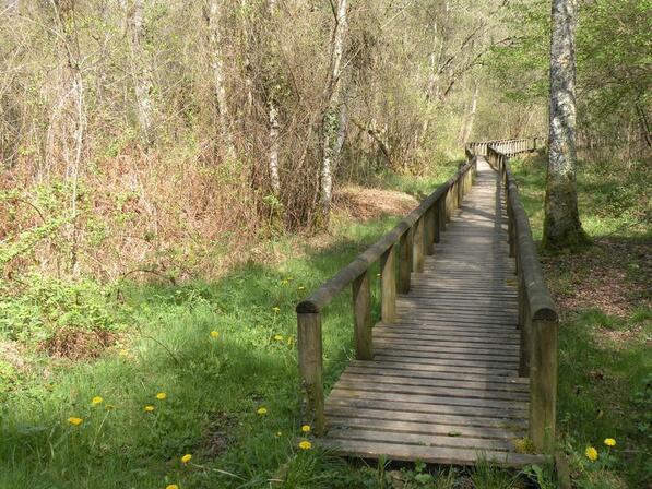 passerelle-bois.JPG