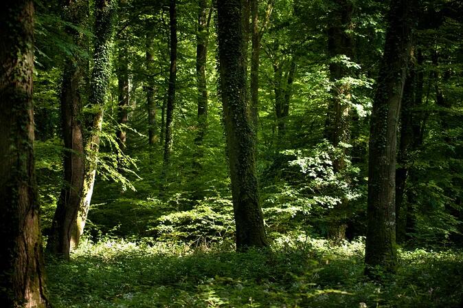 Au-coeur-de-la-foret-de-Villecartier-Bazouges-la-Perouse-stenphoto.fr.jpg