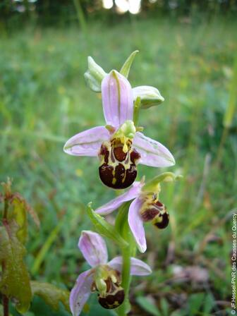 ophrys bécasse © JF. Hessel_PNRCQ.jpg