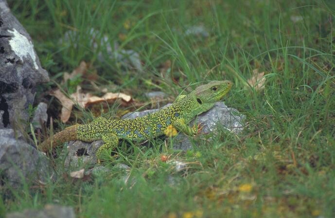 lézard ocellé - © Thierry GABET.jpg