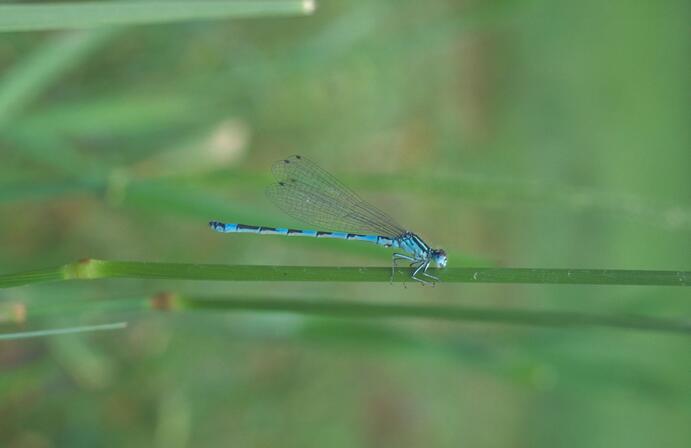 agrion_de_mercure © PNRCQ.jpg