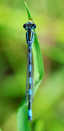 Libellule coenagrion mercuriale © D. Villate Département du Lot.jpg