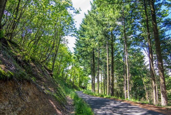 Sous bois dans le Ségala--© Lot Tourisme C. Novello.jpg