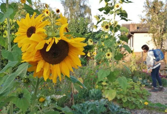 Breteil-potager.JPG