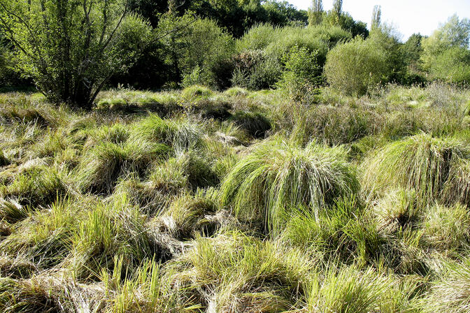 Marais des Arques, carex en touffe © D. Villate Département du Lot.jpg