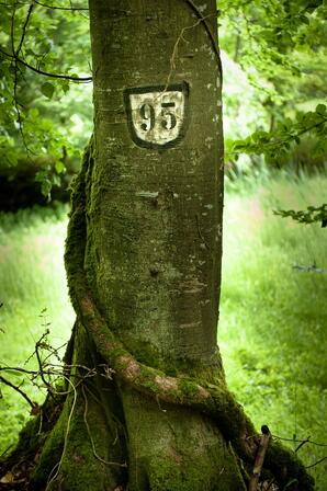 Les-traces-du-passe-foret-de-Villecartier-Bazouges-stenphoto.fr.jpg