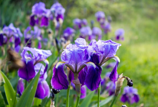 Iris  © C. Novello.jpg