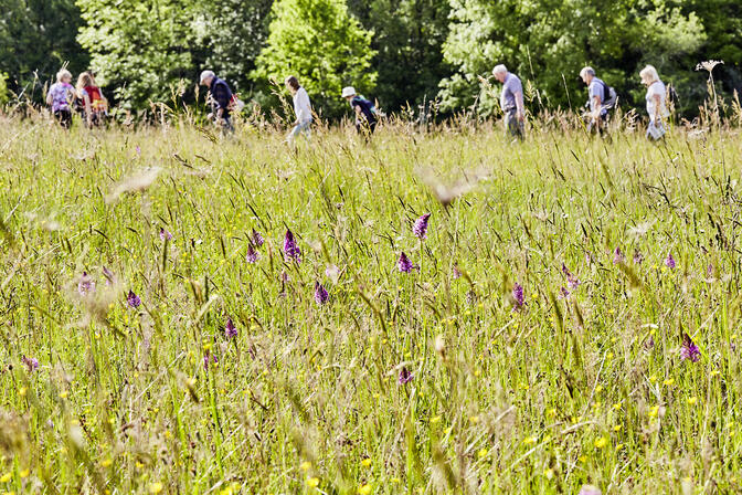 La prairie © N.Blaya Département du Lot.jpg