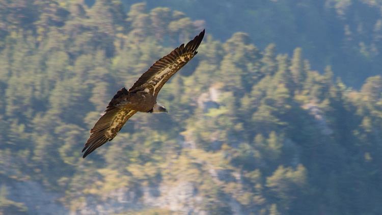 vautour ©OT Gorges et Cévennes.jpg