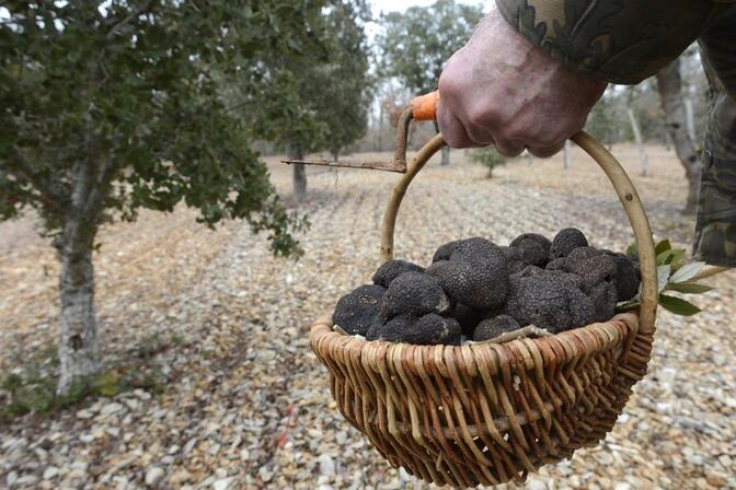 Panier-truffes-2.jpg