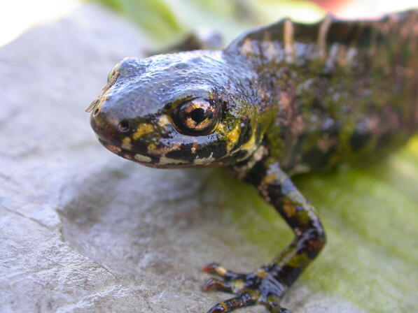 POI 8-  Triton marbré (Triturus marmoratus) Anaïs Aellen PNCRQ.JPG