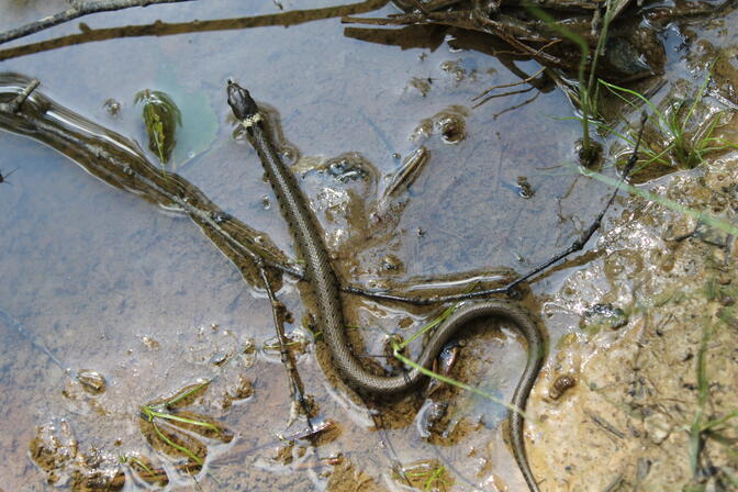 POI 8- Couleuvre à collier (Natrix natrix) - Romain DESCHAMPS (2).JPG