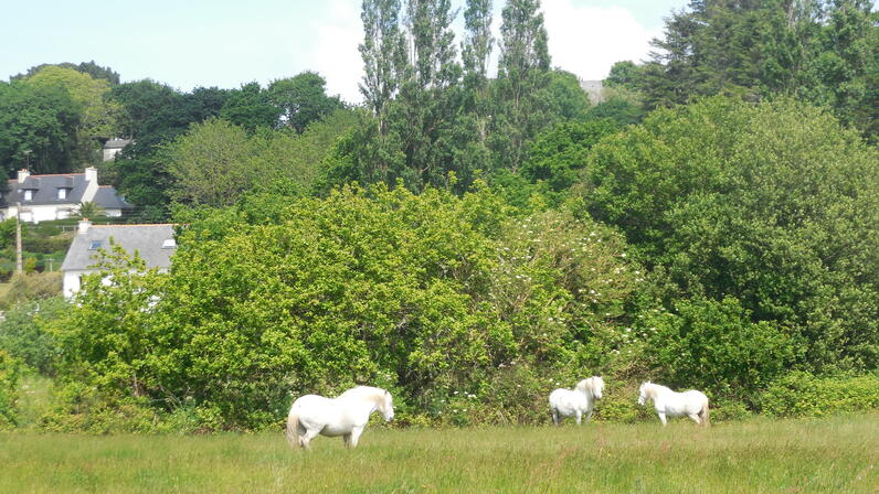 Chevaux-marais-Trestel.JPG