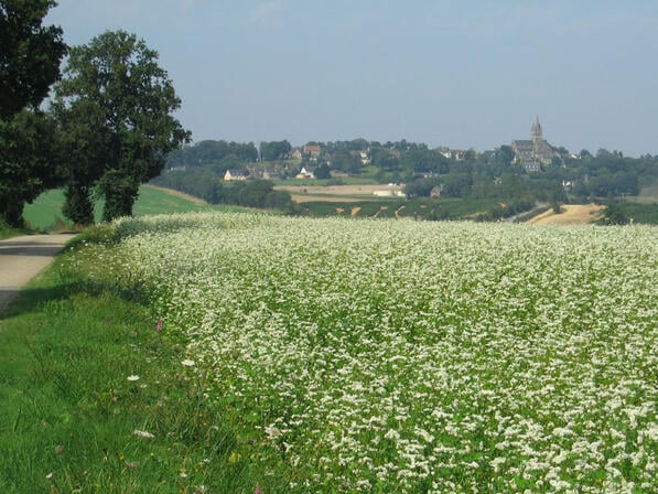 RANDOBRE035000O-Loheac-Saint-Malo-de-Phily.jpg